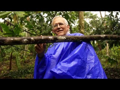 Chonta Tree Harvest Process