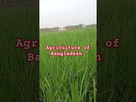 Crop Cultivation field in Kushtia 4524 #nature #villagelife #agriculture #satisfying #crop