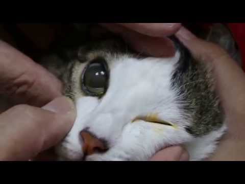 A young female cat has cloudy corneas