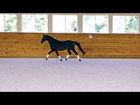 Glory ISF - Free Movement at Iron Spring Farm - SOLD