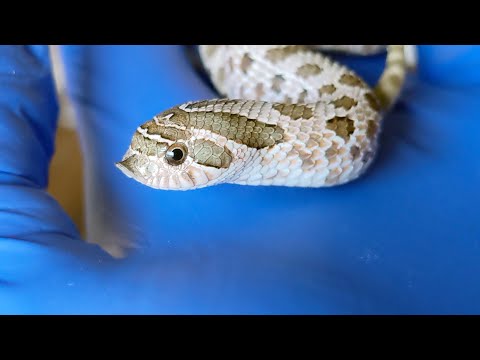 Hognose Snake Color Change After Growth Shed