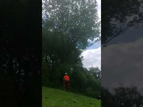 Tree Tech Arb & Forestry Services Ltd video.