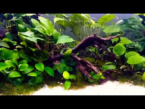 Aquascape full Anubias sp...