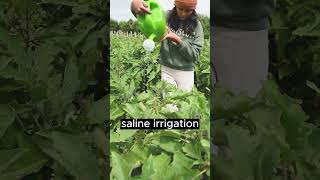 What is soft and hard water? Soil salinization by irrigation