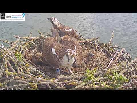 Ospreys Everywhere!