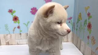 柴犬の動画01