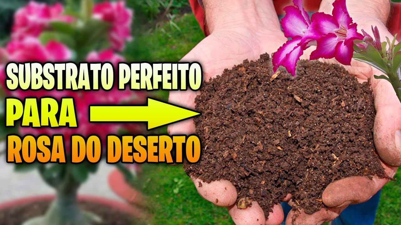 SUBSTRATO ideal que ajuda na FLORAÇÃO das Rosas do Deserto