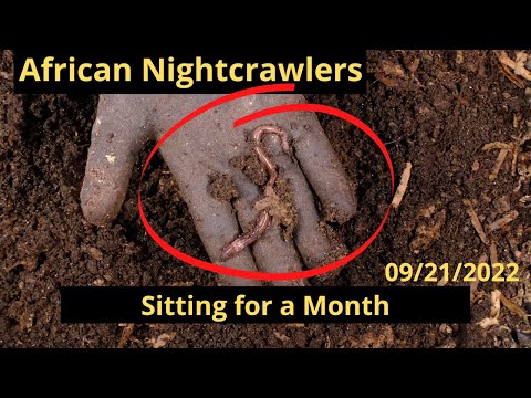 African Nightcrawlers - Sitting for 1 Month 09/21/2022
