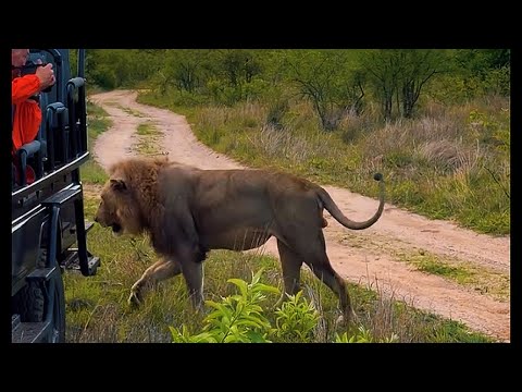 Khanya Talamati & Nkuhuma Male Lion with Mhangenis | Nkuhuma Limping Slightly | 18 November 2025