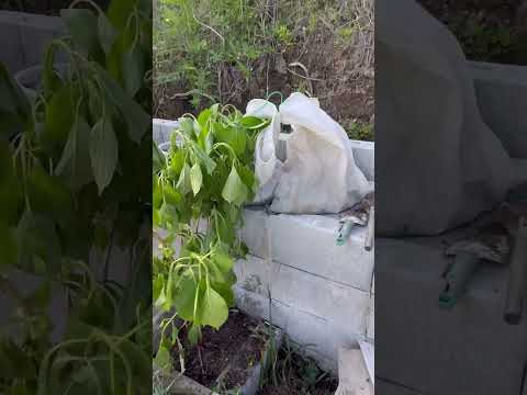 2024年にアジサイを庭に植える時期はいつですか？適切なジェスチャー + メンテナンスのヒント  庭園