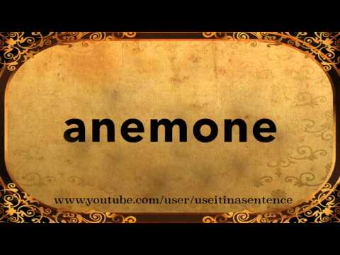 Use Anemone in a Sentence