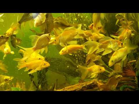 Feeding Koi live blood worms... look how they fight!