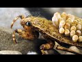 Don T Go Chasing Water Bugs Deep Look