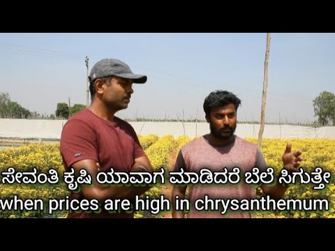really earning 18 lakhs in chrysanthemums farming ಸೇವಂತಿ ಕೃಷಿ ಯಾವಾಗ ಮಾಡಿದರೆ ಬೆಲೆ ಸಿಗುತ್ತದೆ