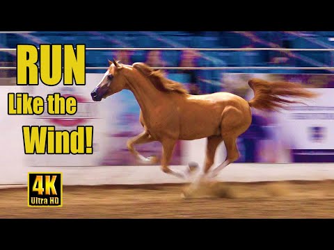 Scottsdale Arabian Horse Show Liberty Run 2023