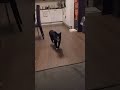 TBT Grumpy Old Tuxedo Cat Meows Old Vid Of My First Cat Ziggy