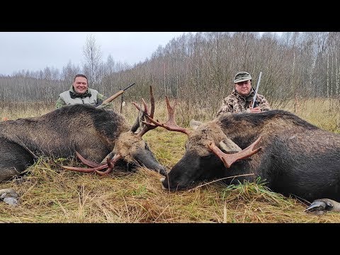Охота на лося. Удача копится.