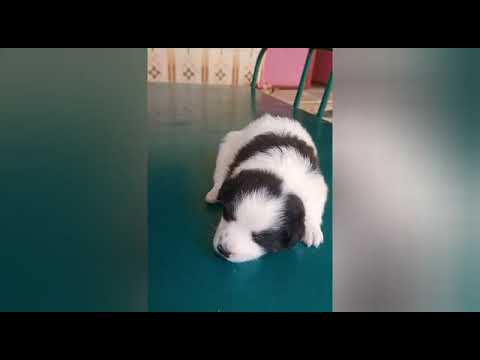 cute puppy  variety dog - enjoying with remo