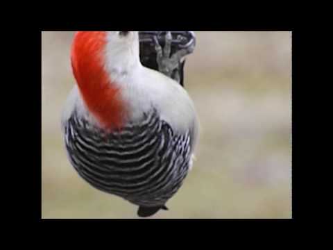 red bellied woodpecker at suet feeder