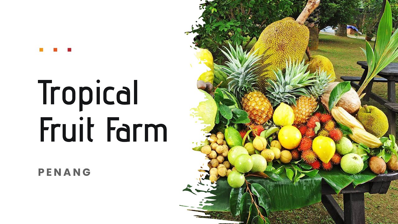 Spend your time at the Tropical Fruit Farm tasting 100s of different variety of fruits.