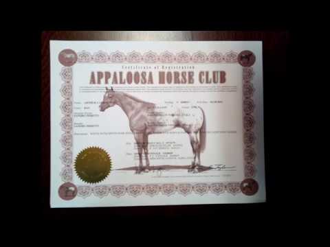 EG HORSES - Arthur Carrot Top Appaloosa Stallion (HD version)