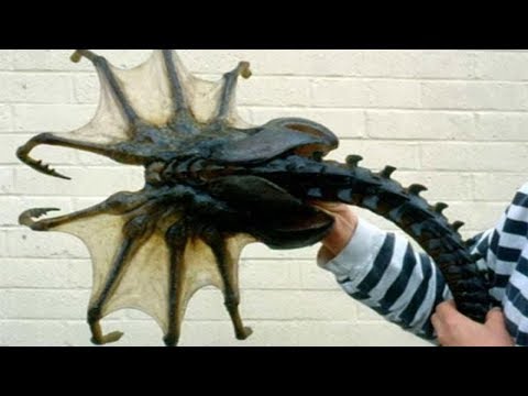 Merkwürdige Kreaturen, die in der Antarktis und Arktis entdeckt wurden!