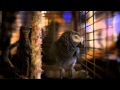 PJ Harvey - England HD 