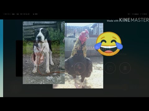 Петух 🐓 Только по ржать 😂 😂 😂 😂 алабай 🐶 😂