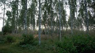 preview picture of video 'Nature in Kitee area, Finland'