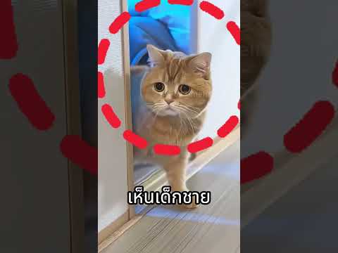 แมวตัวนี้ไม่ได้เป็นแค่สัตว์เลี้ยง แต่ยังเป็นฮีโร่ของเด็กน้อยด้วย! 🥰