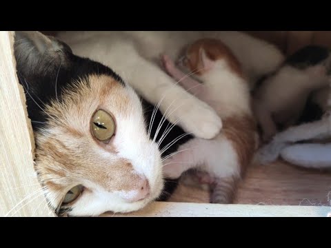 This Mother Cat Is Affectionate As She Client And Nurses Her Kittens.