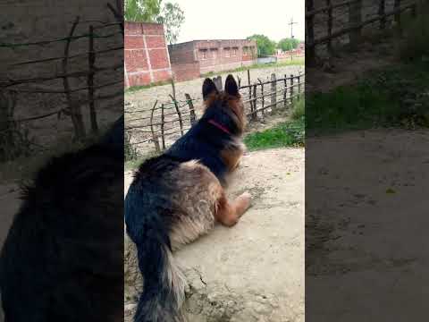 Ye Dog  Kon sa hai batao 🤔 #shorts #dog