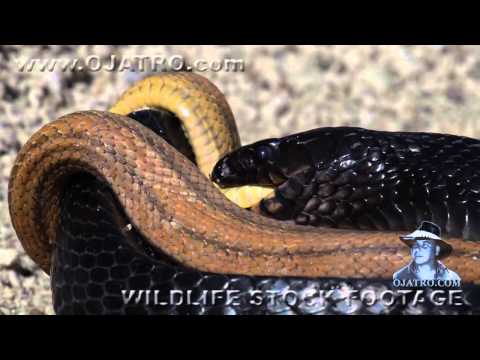 Indigo Snake Eats Rat Snake with Snake vs Snake