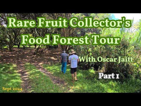 Rare Fruit Collector's Food Forest Tour with Oscar Jaitt | Part 1: Jaboticaba, Lychee and Durian