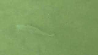 葉山の大人しい魚