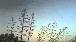 Raphael Roginski plays Bach "Aria"