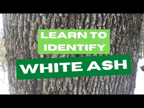 Learn to Identify White Ash