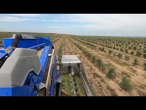 Olive harvester machine New Holland Braud 9090 X 2021