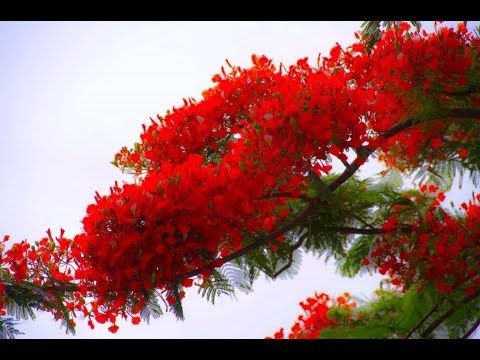 Mùa phượng vĩ Sheet - Minh Tuyết