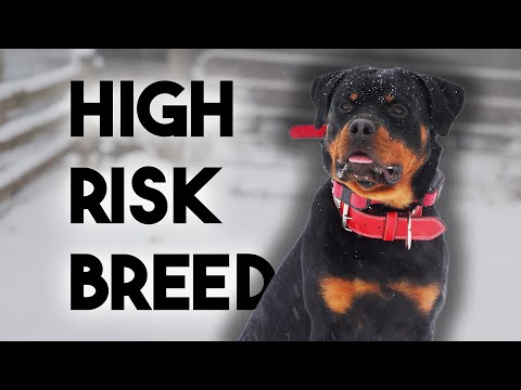 Professional Trainer Reviews the Rottweiler Breed