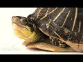 An Indian Star Tortoise Geochelone Elegans At Raptor Recovery