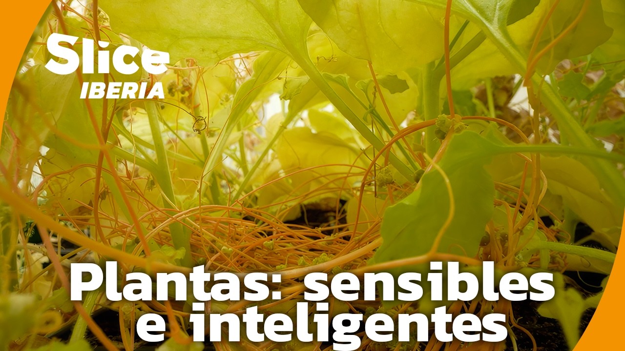 Los increíbles sentidos de las plantas | SLICE Iberia | DOCUMENTAL COMPLETO