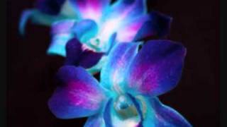 Flex - Blue Orchid