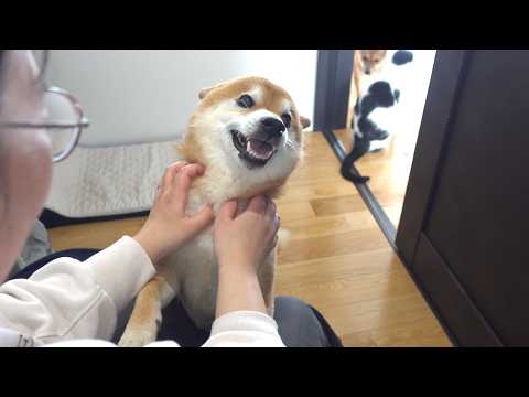 youtube-動物記事1970/01/01 09:00:00