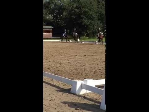 Why Not's erstes Turnier, A Dressur Langenfeld am 26.09.2015