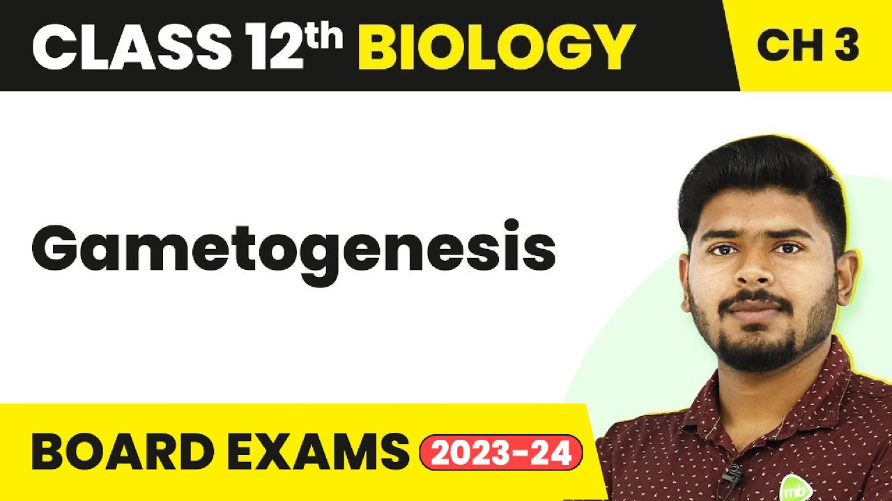 Gametogenesis - Human Reproduction | Class 12 Biology (2022-23)
