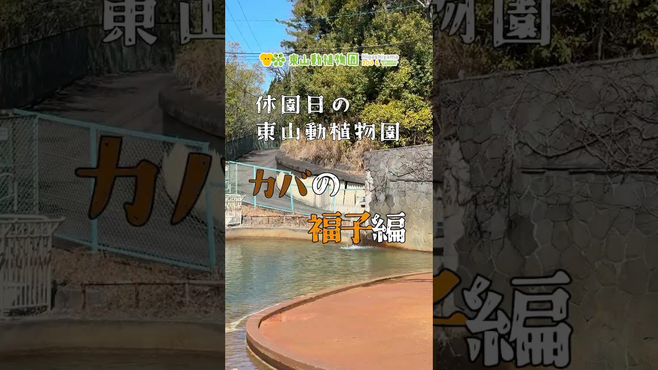 【東山動植物園公式】休園日の動物園～福子～　《 カバ 》#shorts