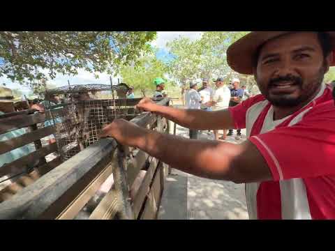 Feira de Cavalos do Bola Monteirópolis - AL 27 - 09 - 2026 #nordeste 