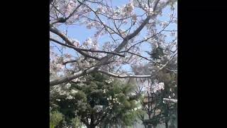 【下関市】竹崎公園の桜