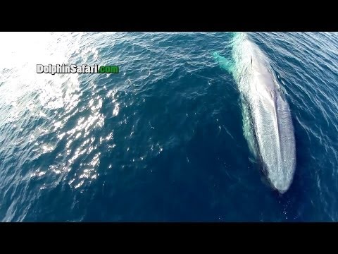 Drones over Blue Whales